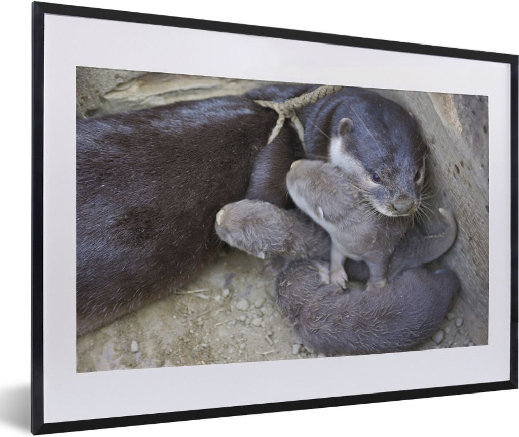 MuchoWow® Gerahmtes Poster Otter mit Jungtier 60x40 cm - Produktbild 