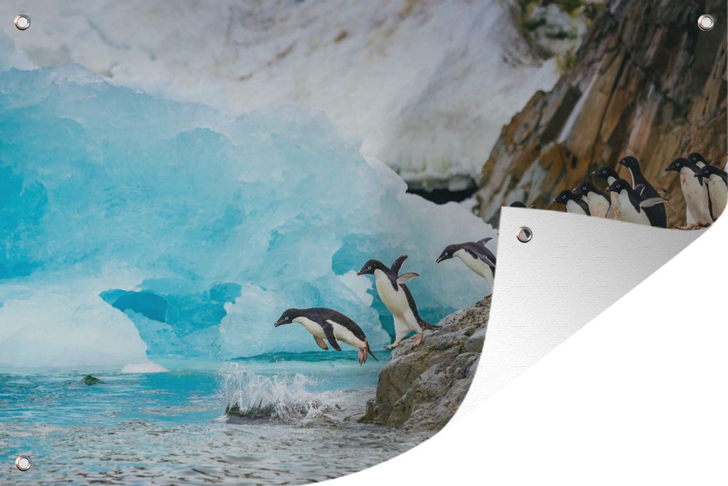 MuchoWow 60x40 cm Outdoor-Poster Gartendeko Sichtschutz Garten Poster für den Garten Adeliepinguine bereit für ihren Sprung