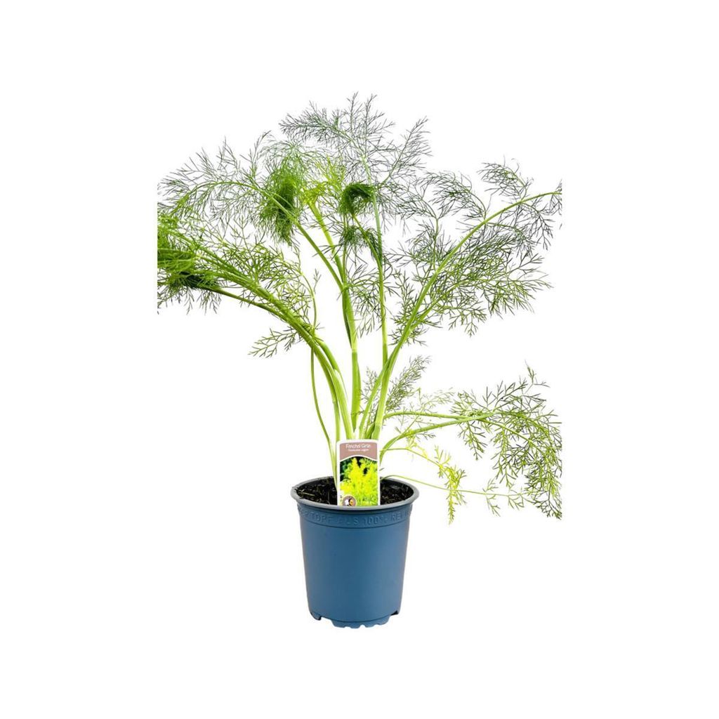 Foeniculum vulgare, Fenchel, aromatisch, ca. 11x11 cm Topf Produktbild 