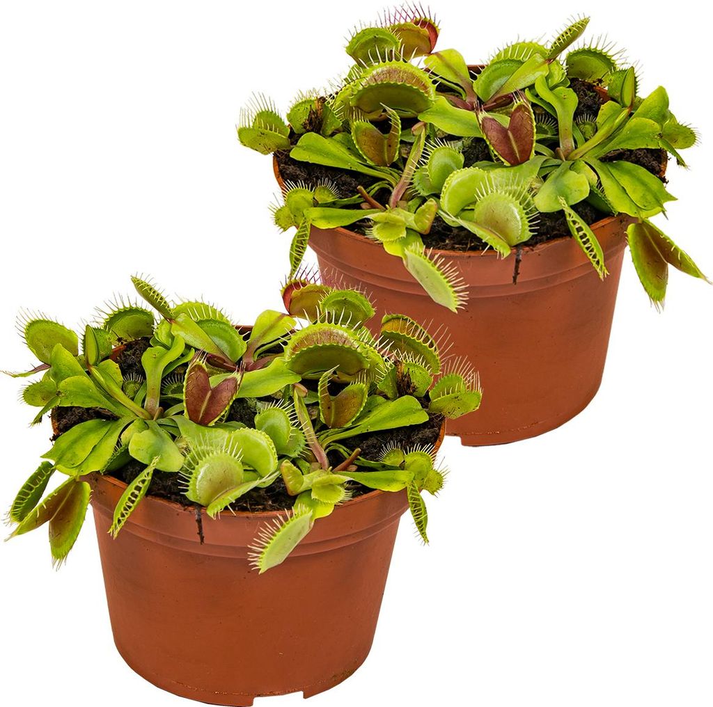 Bloomique - 2er Set - Dionaea Muscipula - Venusfliegenfalle - Fleischfressende Pflanzen - Höhe 10-15 cm - Topf 12 cm