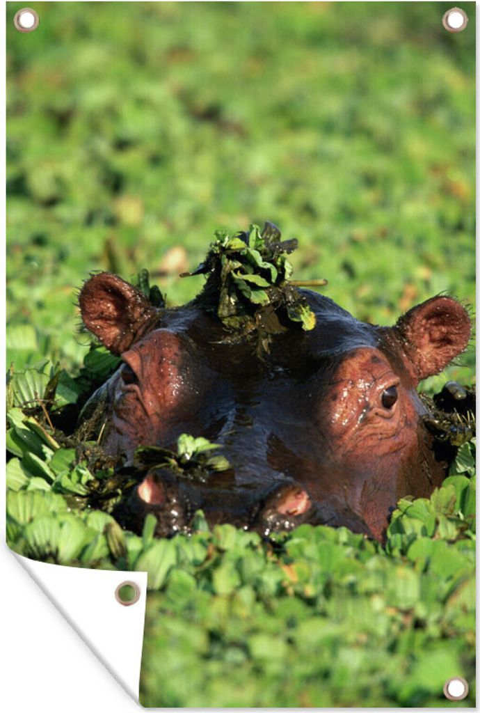 MuchoWow 60x90 cm Outdoor-Poster Gartendeko Sichtschutz Garten Poster für den Garten Nilpferd - Wasser - Pflanzen