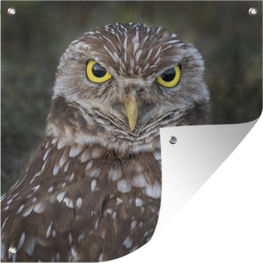 MuchoWow 100x100 cm Outdoor-Poster Gartendeko Sichtschutz Garten Poster für den Garten Kaninchenkauz mit leuchtend gelben Augen