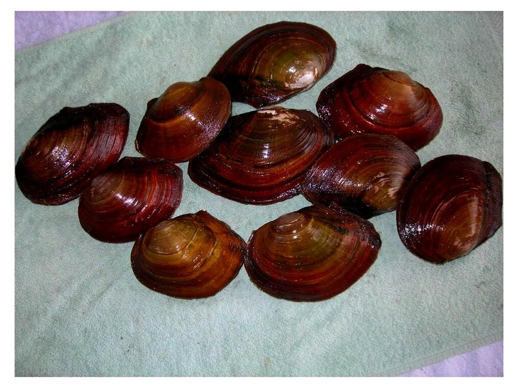 Teichmuschel Set, 10 Stück, Teichfilter, effektiv gegen Algen, 6-9 cm groß
