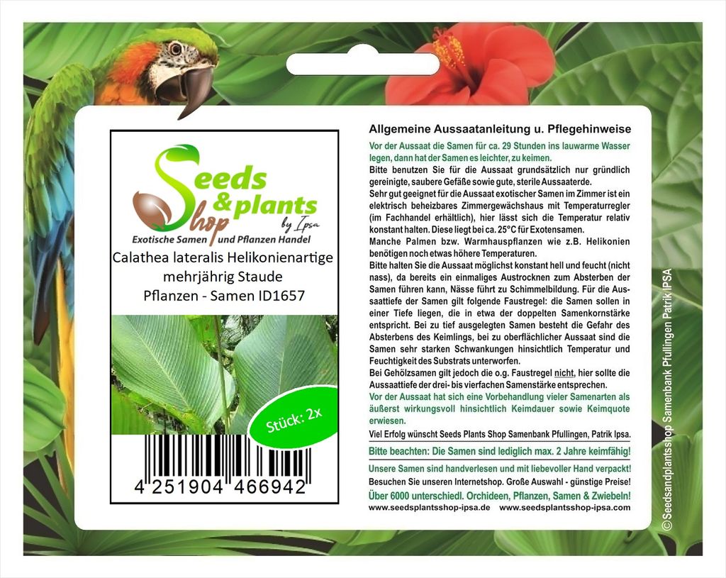 2x Calathea lateralis Helikonienartige mehrjährig Staude Pflanzen - Samen ID1657