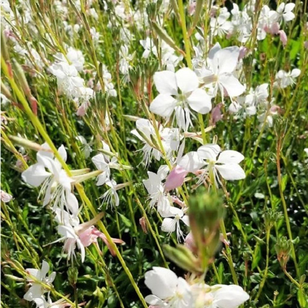 6 x Prachtkerze - Gaura lindheimeri 'Madonna' | Topf 9cm x Immagine del prodotto 