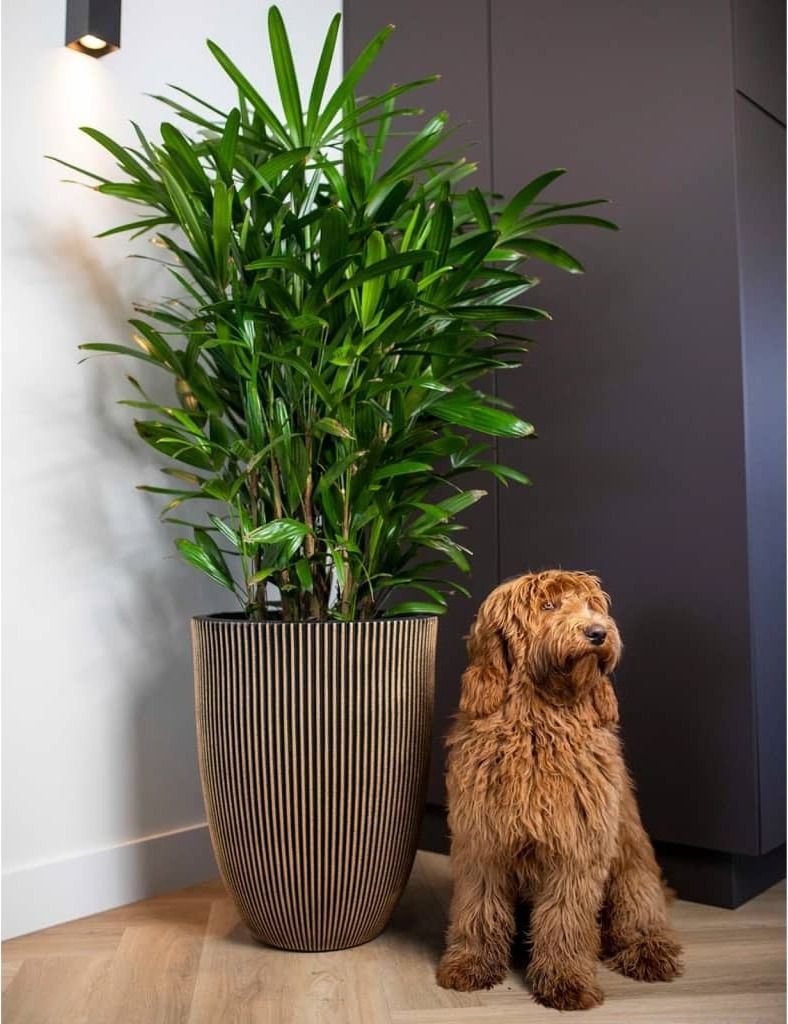Capi Vase Groove Elegant 46x58 cm Schwarz und Golden Produktbild 3