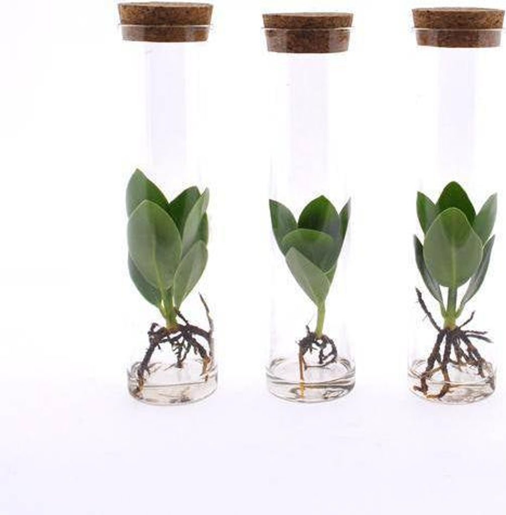 Clusia Balsamapfel im Röhrenglas 3 Pflanzen Ø5cm 15cm Hydroponie Zimmerpflanzen