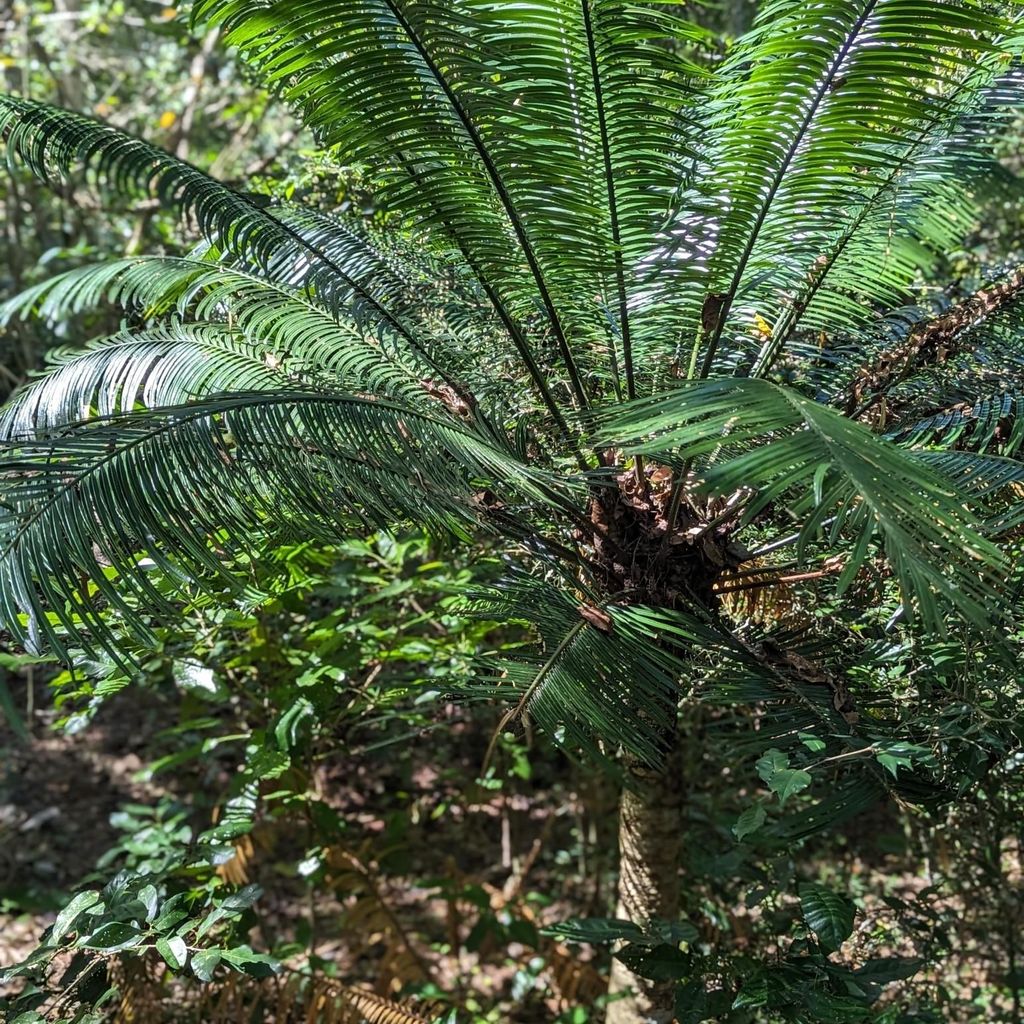 Palmfarn (Cycas glauca) - 1 zaadje, al ontkiemd Productafbeelding 