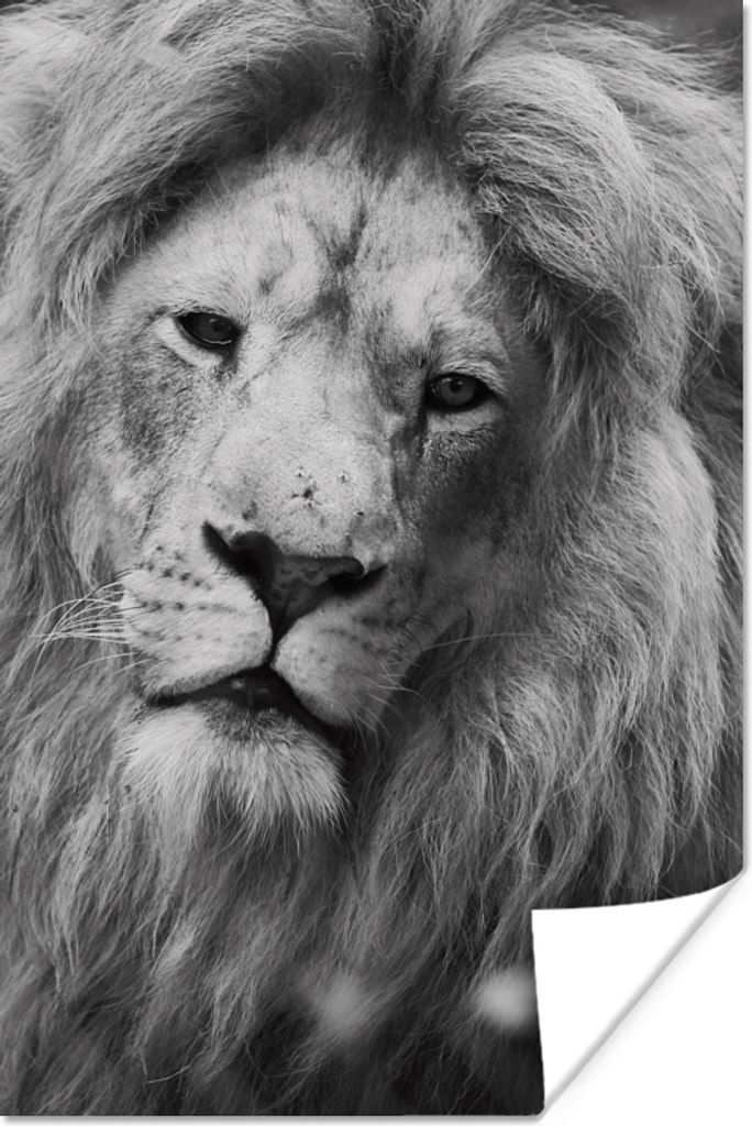MuchoWow Poster Porträt - Löwe - Profil 120x180 cm - Kunstposter
