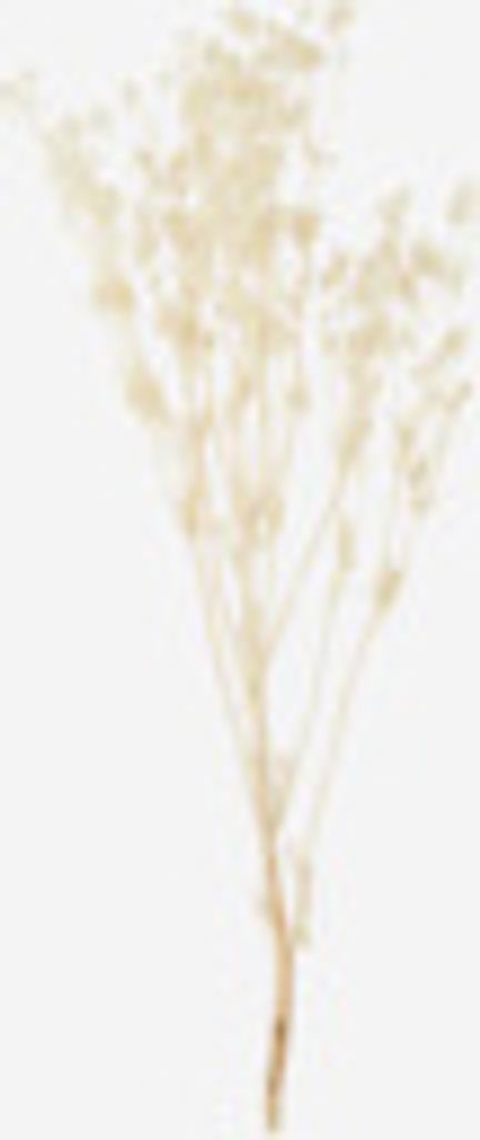 Edeldistel getrocknet