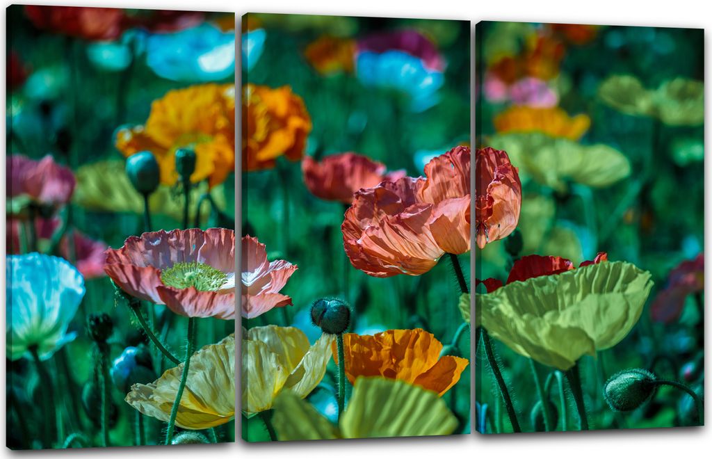 Leinwandbild 3-teilig (120x80cm): Blumenbilder Mohnblumen-Feld mit vielen bunten Farben, echter Holz-Keilrahmen inkl. Aufhänger, handgefertigt in ...