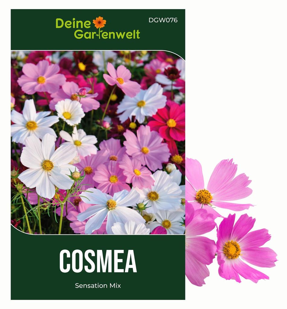Cosmea Schmuckkörbchen Sensation Mix Samen - Cosmos Produktbild 