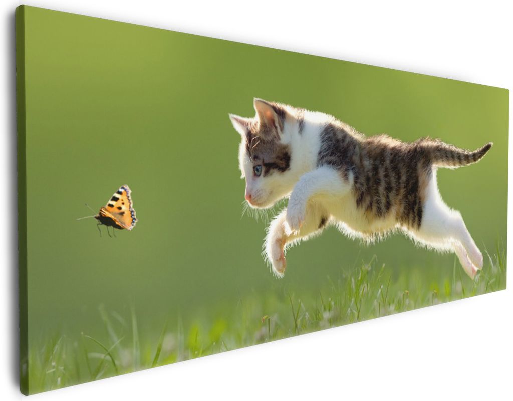 Wallario Premium Leinwandbild Süße Katze fängt Schmetterling im Grünen in Größe 50 x 125 cm