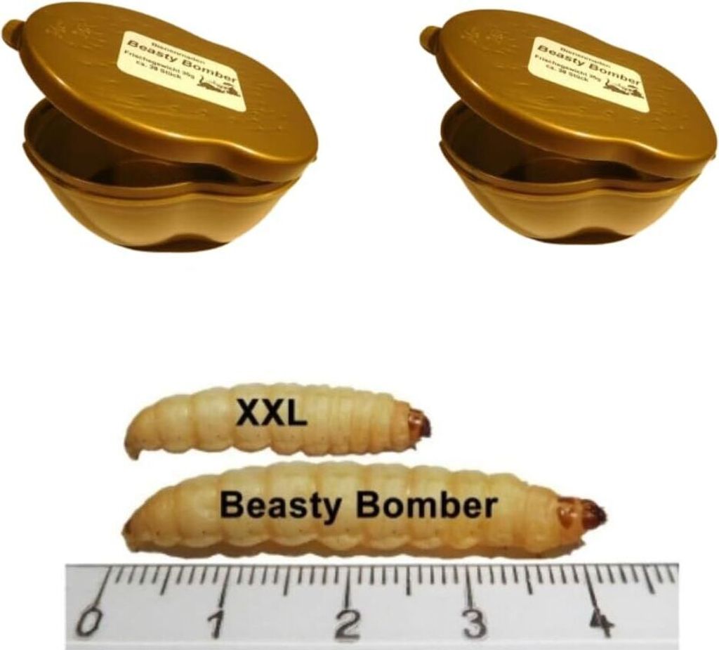 2 Dosen Bienenmaden Beasty Bomber XXL Mega Bienenmade Wachsmade XXL