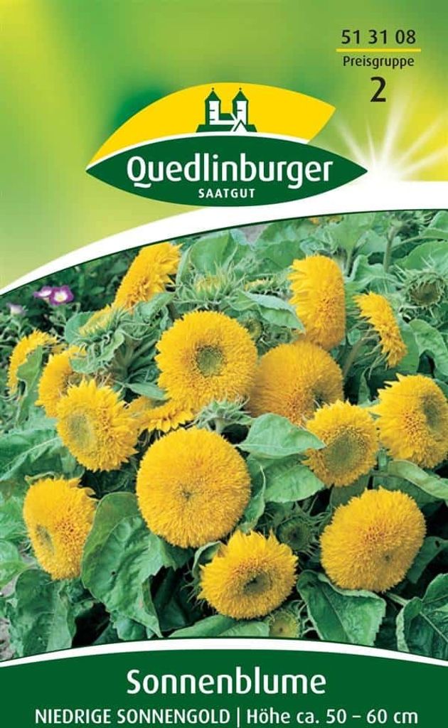Sonnenblume, Niedrige Sonnengold Produktbild 