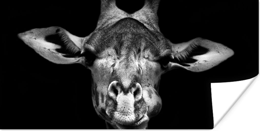 MuchoWow Poster Giraffe - Porträt - Tiere - Schwarz - Weiß 160x80 cm - Foto Poster