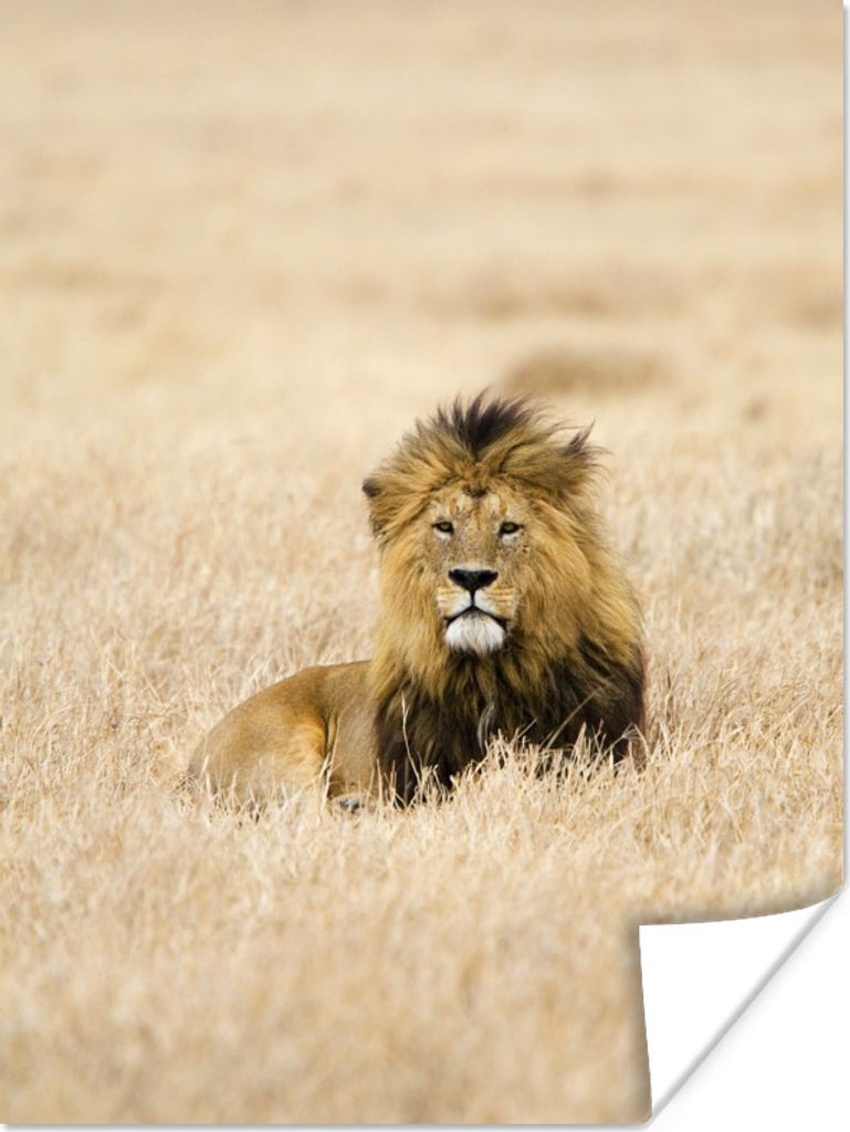 MuchoWow Poster Ein Löwe im hohen Gras des Serengeti-Nationalparks in Tansania 90x120 cm - Wohnzimmer