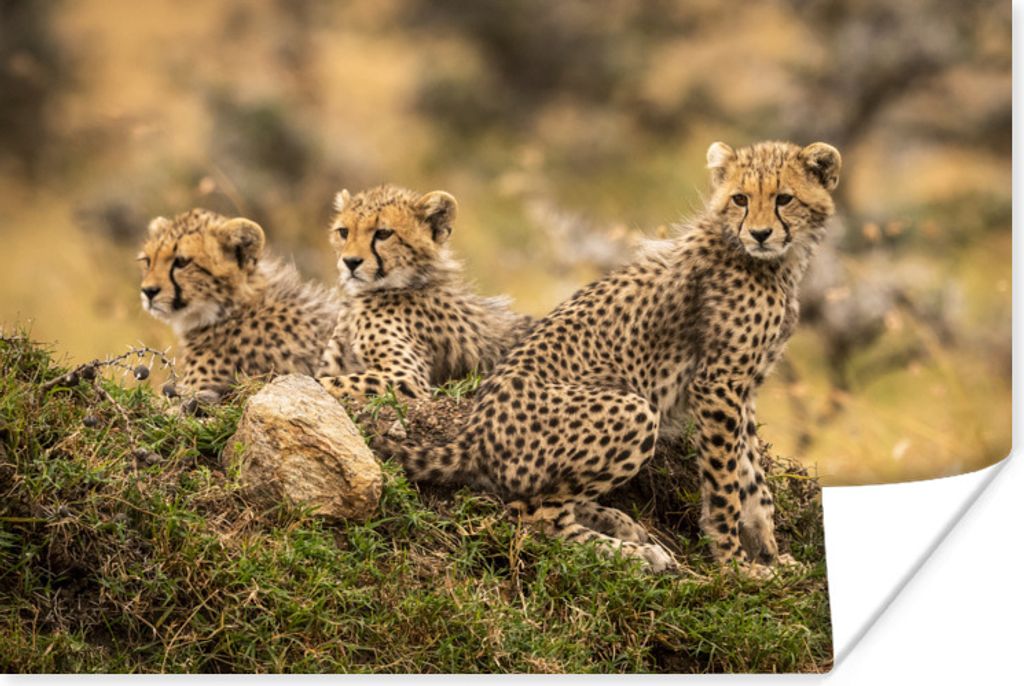 MuchoWow Poster Leopard - Wald - Tier 180x120 cm - Fotoplakat