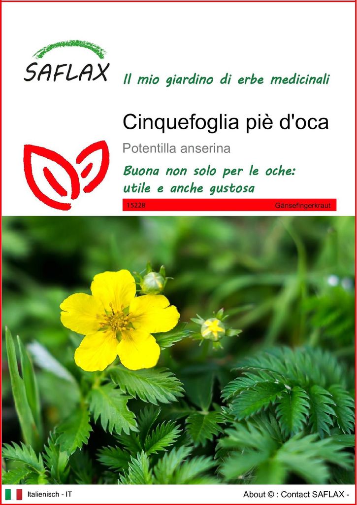 SAFLAX  - Cinquefoglia piè d'oca - 20 semi - Potentilla Immagine del prodotto 