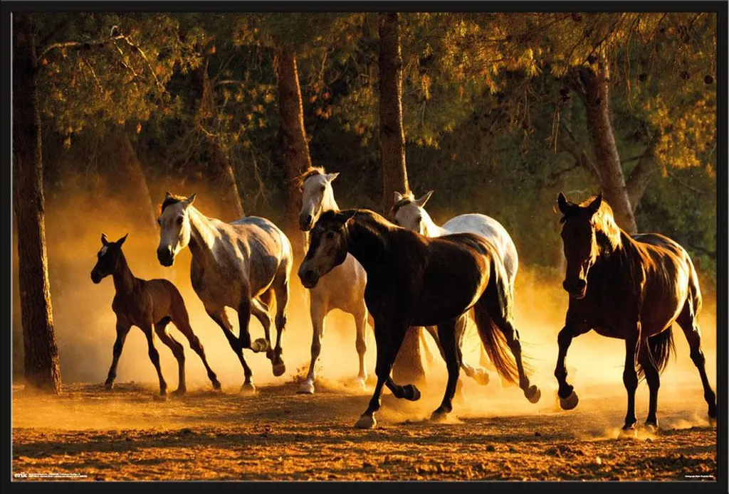 Poster Chevaux Andalousie Shinsuke avec Cadre Maxi Plastique Noir 61x91,5