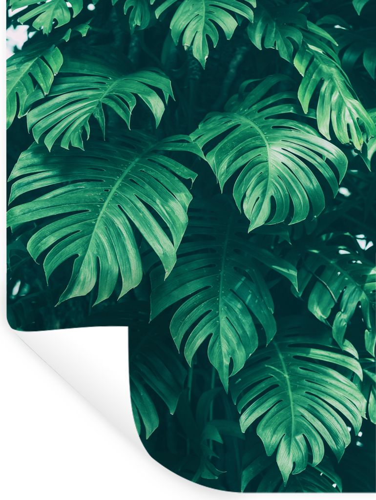 MuchoWow Wandtattoo Wandsticker Wandaufkleber Monstera - Blätter - Pflanzen - Dschungel - Natur 120x160 cm Selbstklebend und Repositionierbar - ...