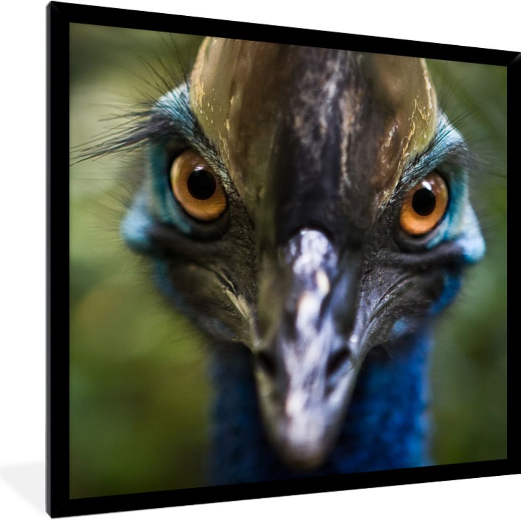 MuchoWow Gerahmtes Poster Nahaufnahme eines Kasuars 40x40 cm - Poster mit Schwarzem Bilderrahmen Wandposter Rahmen Foto Bilder - Mit Rahmen - Wan...