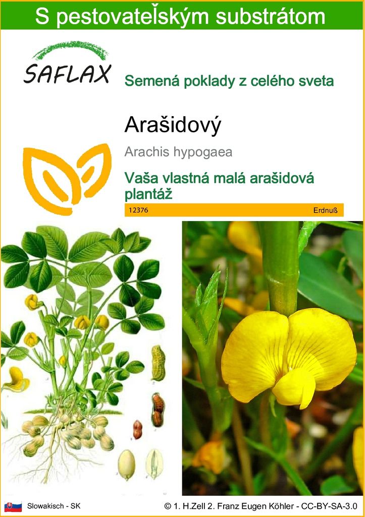 SAFLAX - Arašidový - Arachis hypogaea - 8 Semená - S Obrázok produktu 