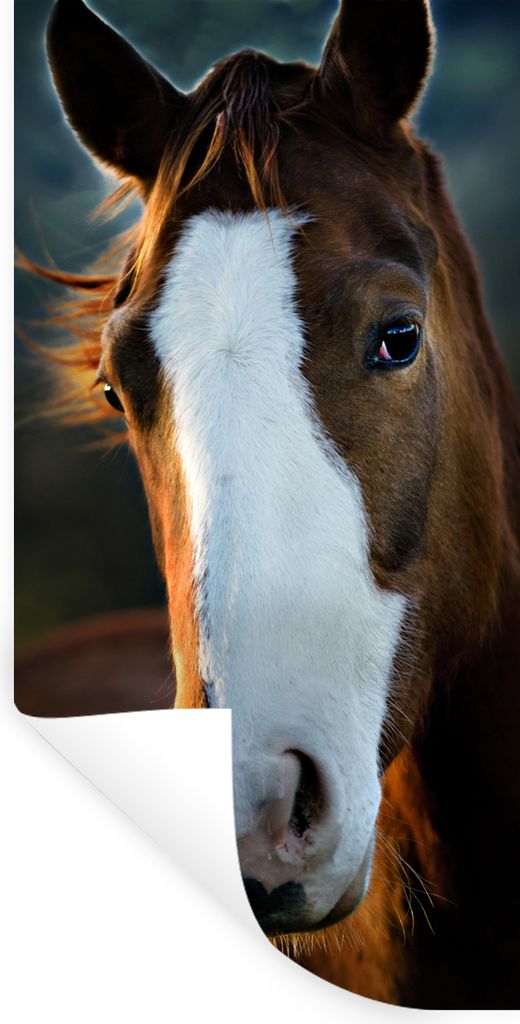 MuchoWow Wandtattoo Wandsticker Wandaufkleber Pferd - Kopf - Licht 40x80 cm Selbstklebend und Repositionierbar - Repositionierbar - Wasser abweisend