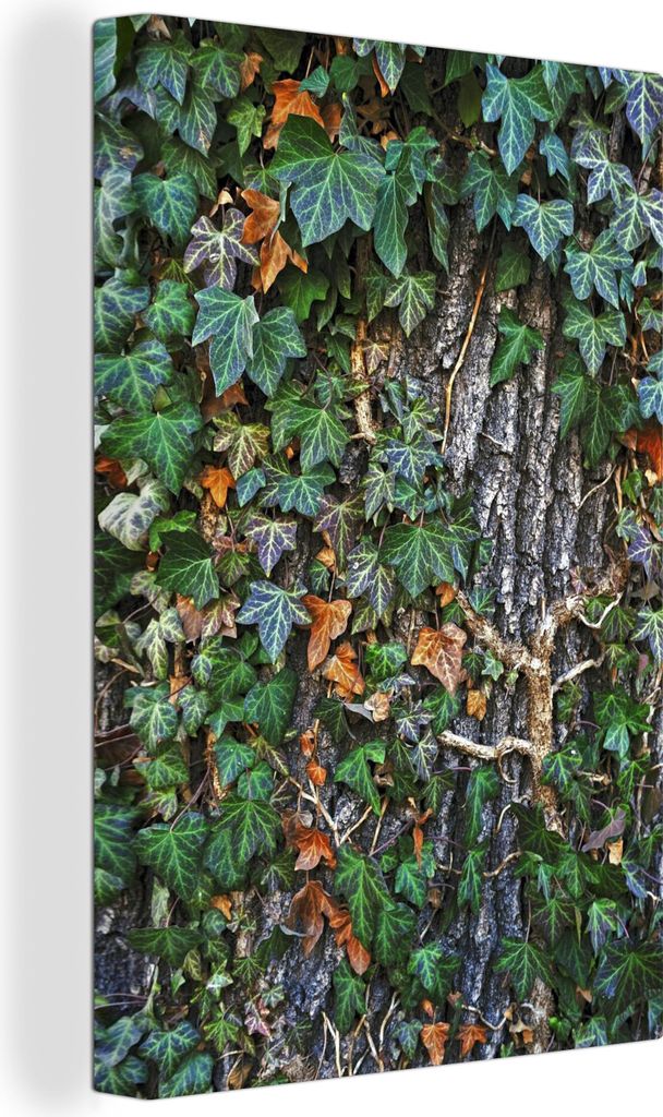 OneMillionCanvasses - Leinwandbilder - 90x140 cm, Eine bunte Hedera wächst auf einer dicken Eiche, Wandbilder Kunstdruck Wanddekoration - Foto a...