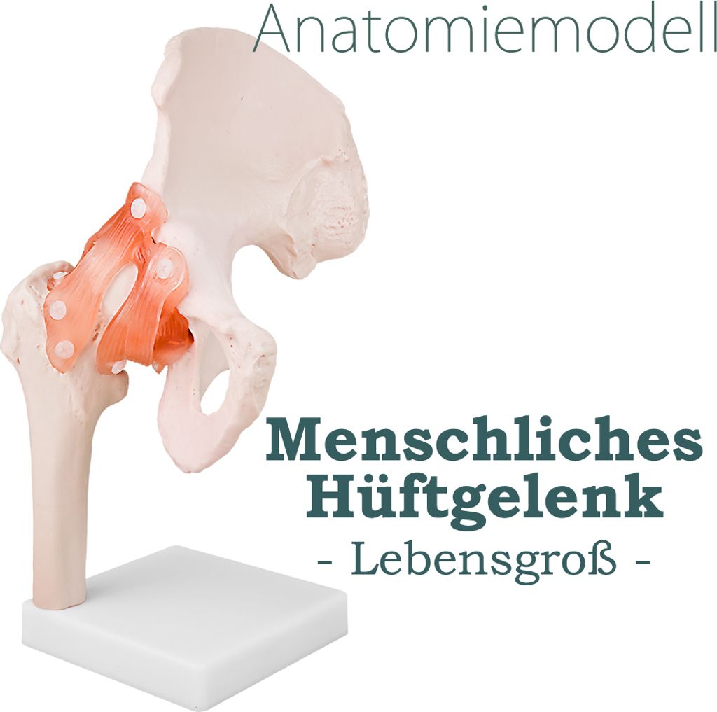 Anatomiemodell Anatomie Skelett Modell Lebensgroßes Hüfte Produktbild