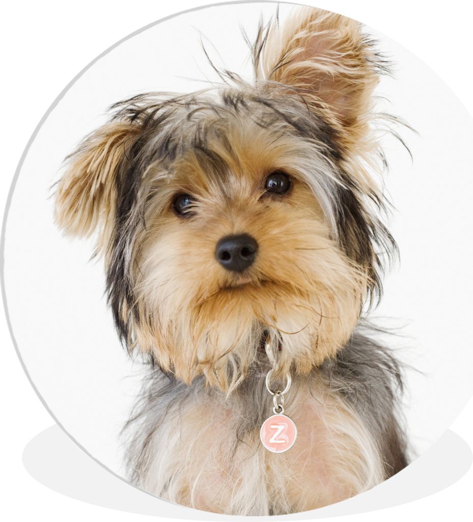 MuchoWow Rundes Wandbild - Runde Bilder Porträt eines Yorkshire-Terriers Ø 90 cm Kreis Wanddekoration Kunststoff - Wandkreis - Wandschmuck - Wa...