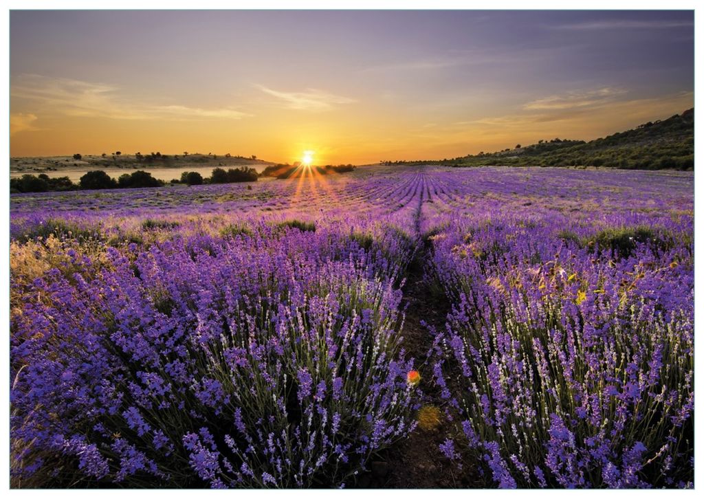 Wallario Premium Glasbild, freischwebende Optik, kräftige Farben, Größe 100 x 70 cm Motiv Sonnenuntergang über dem Lavendel