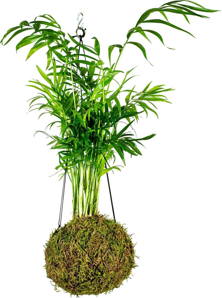 Gardners Kokedama Chamaedorea elegans (L) Obrázek produktu 