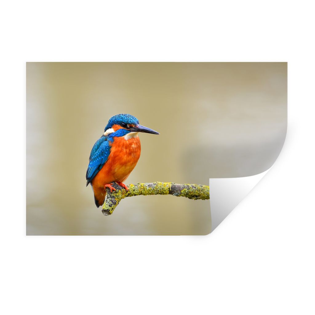 MuchoWow Wandtattoo Wandsticker Wandaufkleber Vogel - Eisvogel - Zweig 90x60 cm Selbstklebend und Repositionierbar - Aufkleber