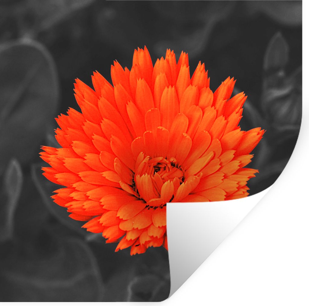 MuchoWow Wandtattoo Wandsticker Wandaufkleber Blumen - Orange - Schwarz - Weiß 100x100 cm Selbstklebend und Repositionierbar - Wierderverwendbar...
