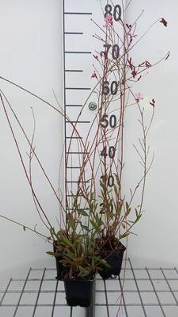 6 x Gaura lindh. 'Geyser Pink' ( oenothera lindh.) - Gaura - Topf 9 x 9 cm