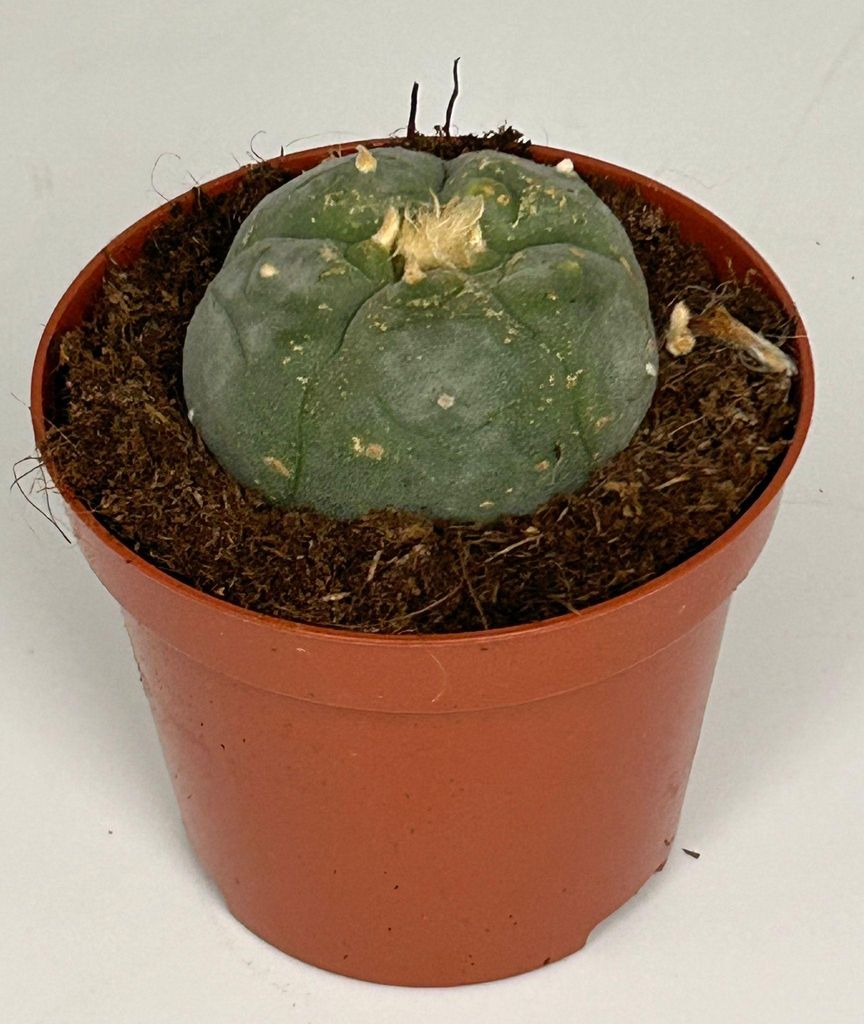 Lophophora williamsii – pejotl – kaktus pejotl – kwitnący, Zdjęcie produktu 