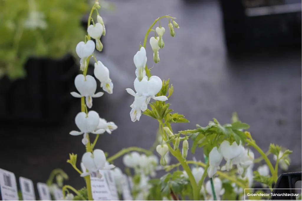 Cœur de Marie Blanc - Lot de 6 Vivaces Dicentra Alba pour l'Ombre