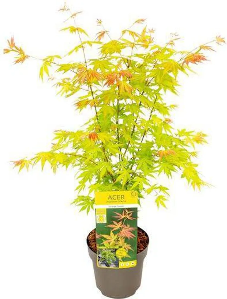 Acer palmatum Orange Dream - Érable du Japon Ø 19 cm, Hauteur 50 cm