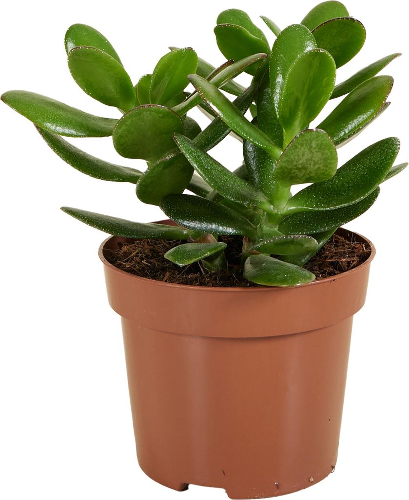 Bloomique - Crassula Ovata Magical Tree - Roślina Jadeitowa Zdjęcie produktu 