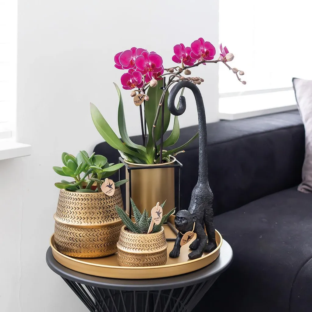 Orchidées Phalaenopsis Morelia Violettes : Fleurs Durables et Faciles