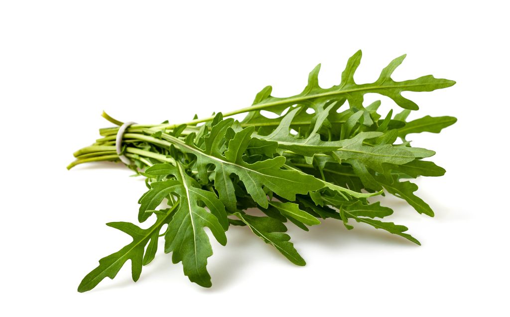 Rucola Samen Wilde Rauke Salatsamen Salat ca Kaufland.de