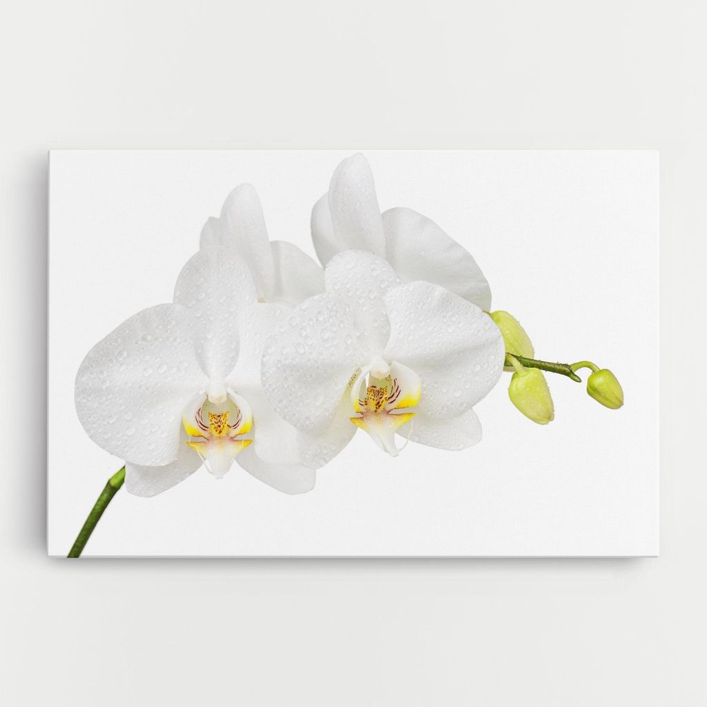 ARTHUB Leinwandbild 80x120 cm, Orchids On White | Wohnzimmerdekoration, Hängende Bilder, Wanddekoration, Heimdekoration, Blumen, Orchideen