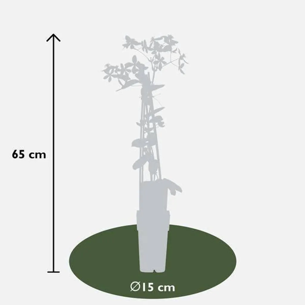 Plante grimpante persistante Clématite Apple Blossom rose de 65 cm - 3
