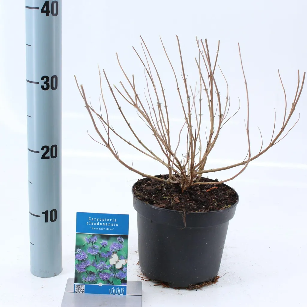 Caryopteris Heavenly Blue 50-60 cm - Floraison bleu cobalt intense