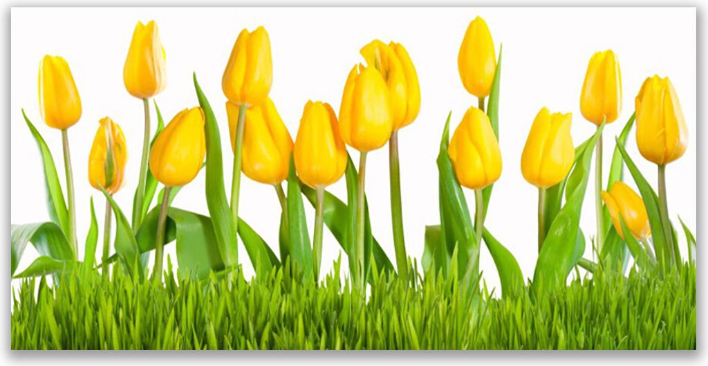 Küchenrückwand aus Glas 120x60cm Spritzschutz Tulpen Pflanzen