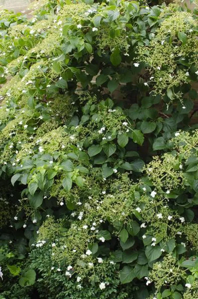 Hortensia grimpant pour habiller un mur nord - 3 pieds 65cm robustes