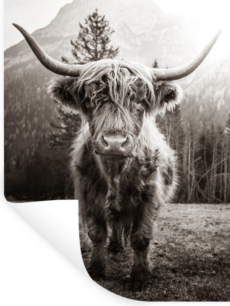 MuchoWow Wandtattoo Wandsticker Wandaufkleber Schottischer Highlander - Schwarz - Weiß - Tiere 120x160 cm Selbstklebend und Repositionierbar - W...