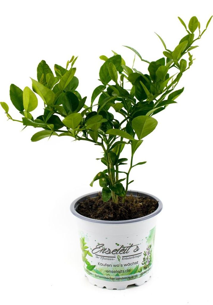 Enseleits Kaffir Limette - Kaffernlimette