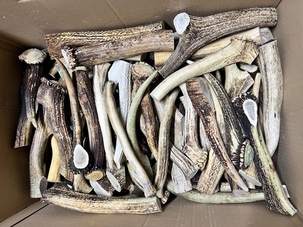 RF-Deer 1kg(20-30cm/4-8 Stück) natürliches Hirschgeweih, Einzigartige Dekoration, perfekt Hundespielzeug, Kauspielzeug für Hunde, die Auktion um...